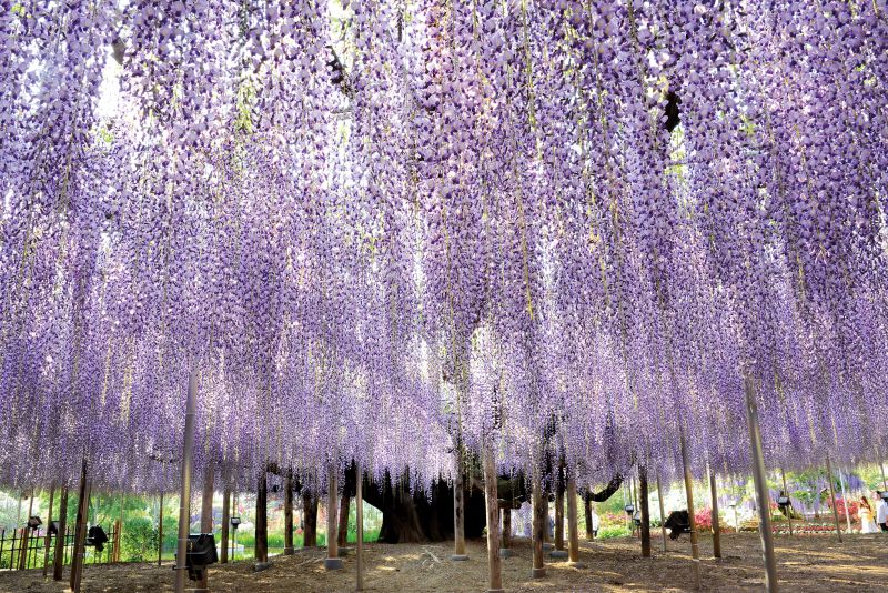 Trải nghiệm vùng đất mới lạ Tochigi Trải nghiệm vùng đất mới lạ Tochigi